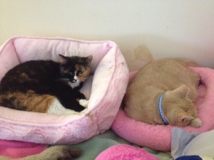 My ladies, in their girly pink princess beds. <3